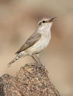 Rock Wren (Salpinctes obsoletus) singing, California, USA