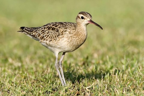 Little Curlew (Numenius minutus), Western Australia, Australia