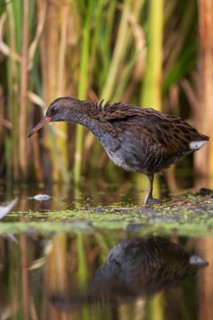 Water Rail (Rallus aquaticus) juvenile foraging, Saxony, Germany