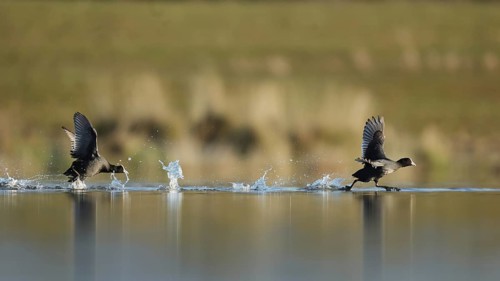 European Coots energetically runs across the surface of a calm lake in Puebla de BeleÃ±a, Spain,