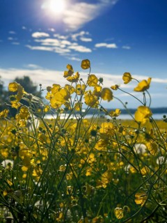 Flower meadow, buttercup, buttercup (Ranunculus acris), behind Lake Starnberg, Bavaria, Germany