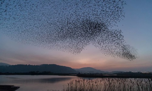 Common Starling (Sturnus vulgaris) huge flock flying in formation, Wales, United Kingdom