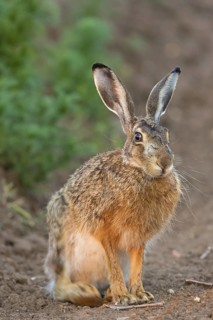 Brown hare, (Lepus europaeus), animals, birds, mammals, family of hares, sits, field path, biotope,