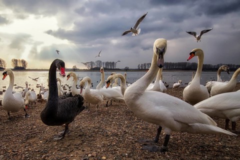Mute Swan & Black Swan (Cygnus olor & Cygnus atratus), North Rhine-Westphalia, Germany