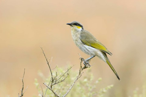 Singing Honeyeater (Gavicalis virescens), New South Wales, Australia