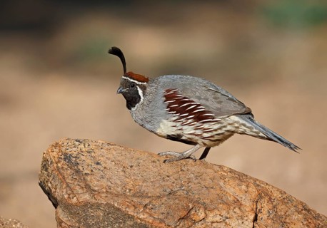 Gambel's Quail (Callipepla gambelii) male, Arizona, USA