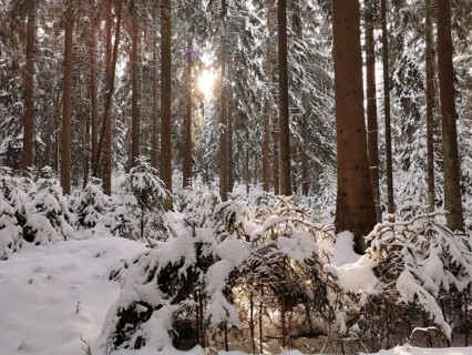 Sunlight shines through snowy forest and illuminates the trees, Rennsteig, Thuringian Forest