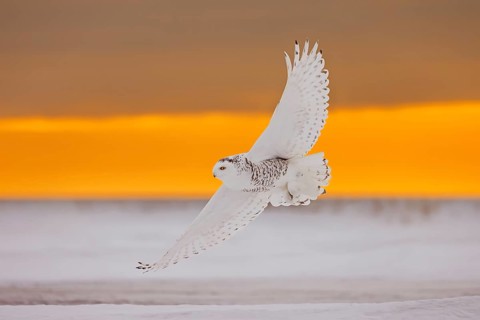 Snowy owl, polar owl, Arctic owl, white owl (Bubo scandiacus) adult female in flight hunting over