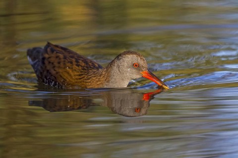 Water Rail (Rallus aquaticus), Cheshire, United Kingdom