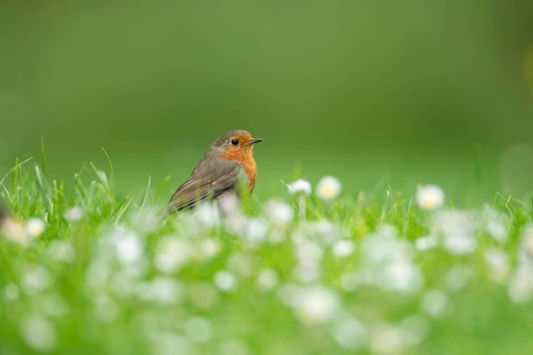 European robin (Erithacus rubecula) adult bird on a garden grass lawn with flowering daisies,