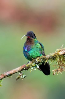 Fiery-throated Hummingbird (Panterpe insignis) on a branch, Costa Rica