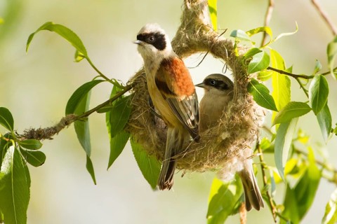 Beutelmeisenpärchen adult bauen Beide am Nest