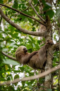 Hoffmann's two-toed sloth (Choloepus hoffmanni) on a branch, Cahuita National Park, Costa Rica