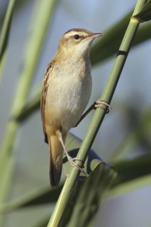 Sedge Warbler (Acrocephalus schoenobaenus), Vorarlberg, Austria