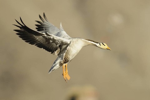 Bar-headed Goose (Anser indicus) flying, Tibet, China