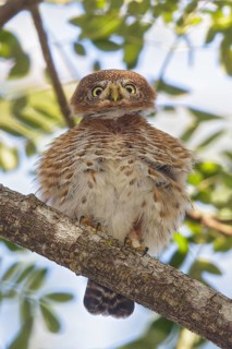 Cuban Pygmy Owl (Glaucidium siju) perched on a branch in Cuba