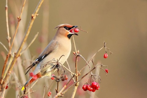 Bohemian Waxwing (Bombycilla garrulus) feeding on red berries, North Rhine-Westphalia, Germany