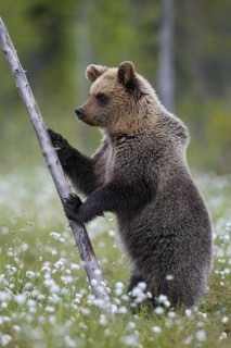 Eurasian Brown Bear (Ursus arctos) standing at tree trunk in white cottongrass, Finland