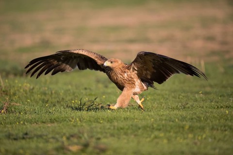 Juvenile Iberian Eagle (Aquila adalberti), Spanish imperial eagle, Extremadura, Castilla La Mancha,