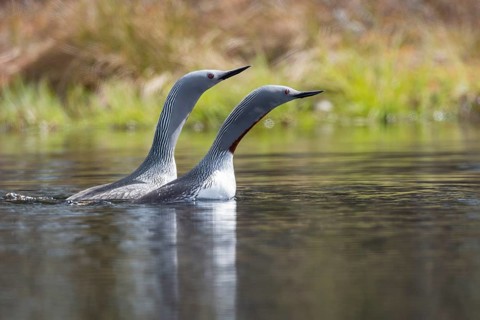 Red-throated diver (Gavia stellata) in breeding plumage on a lake in Sweden, Knuthöjdsmossen,