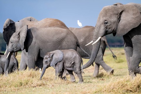 African elephant (Loxodonta africana) with baby, young and dam, Amboseli National Park, Rift Valley