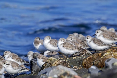 Flock of sanderlings (Calidris alba) in non-breeding plumage resting on high tide refuge during