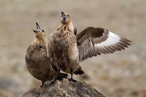 South Polar Skua (Stercorarius maccormicki) light morph, Gondwana (German Base), Antarctica