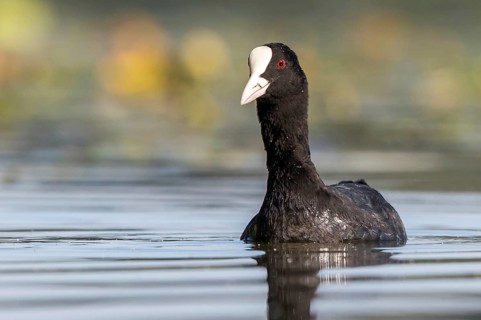 Eurasian Coot (Fulica atra), Mecklenburg-Western Pomerania, Germany