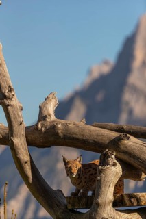 One Eurasian lynx, (Lynx lynx), resting high up on a dead tree. Side view with mountains in the