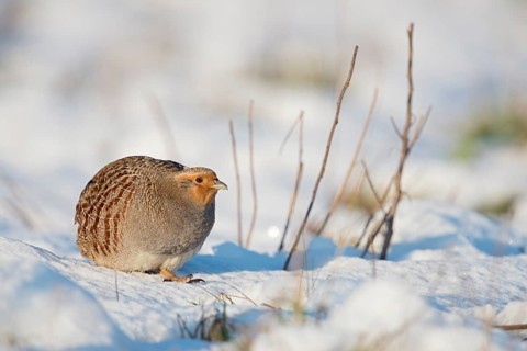 Grey Partridge (Perdix perdix) perched on snowy field, North Rhine-Westphalia, Germany