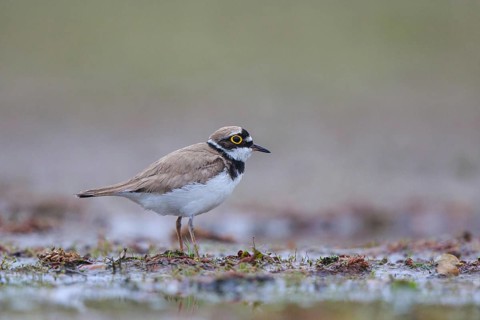 Little Ringed Plover (Charadrius dubius) male, North Rhine-Westphalia, Germany