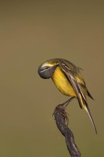 Western Yellow Wagtail (Motacilla flava), Lake Neusiedl, Austria