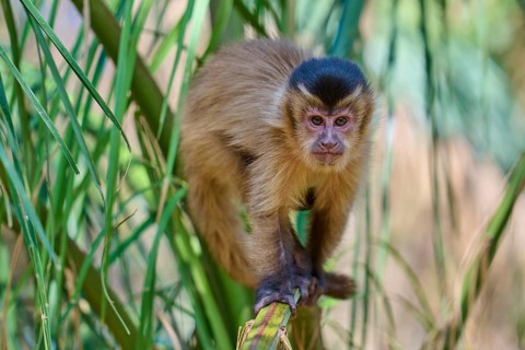 Monkey focussing curiously on the viewer from palm branches, capuchin monkey (Sapajus apella),
