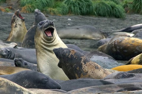 Animals, mammals, resting elephant seal, South Georgia, Antarctica