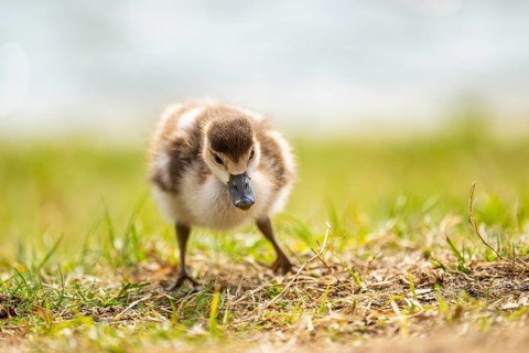 Egyptian goose (Alopochen aegyptiaca) cute chick on a meadow at the shore of a lake, Bavaria,