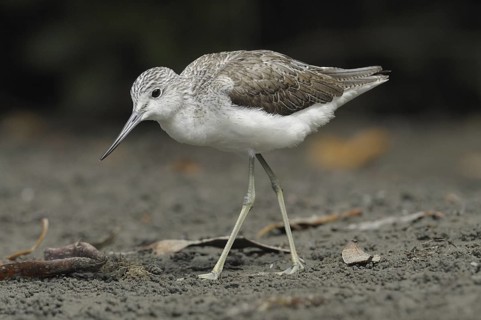 Common Greenshank (Tringa nebularia), Gambia