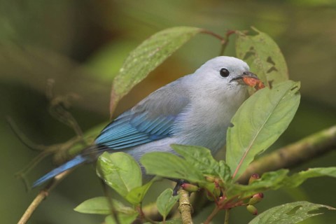 Blue-grey Tanager (Thraupis episcopus), Costa Rica