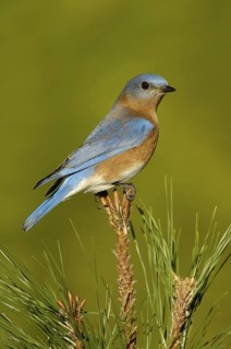 Eastern Bluebird (Sialia sialis), Texas, USA