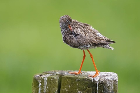 Common Redshank (Tringa totanus), Netherlands