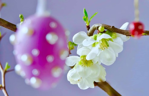 Easter, Easter bouquet with colorful Easter eggs, branches with flowers of an ornamental quince,