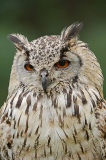 Bengal Eagle Owl or Indian Eagle Owl (Bubo bengalensis, Bubo bubo bengalensis), portrait, captive,