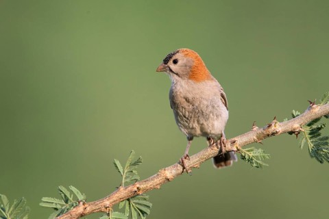 Schuppenkopfweber (Sporopipes frontalis) perched on a branch, Uganda