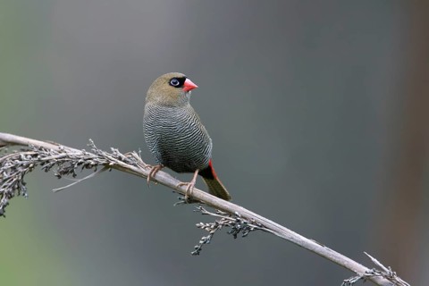 Beautiful Firetail (Stagonopleura bella) perched on a branch, Victoria, Australia
