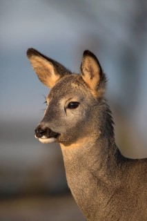 Portrait of a female Roe Deer, Roe deer doe (Capreolus capreolus) in first morning light. Some