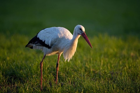 Weissstorch (Ciconia ciconia), White Stork, Altvogel bei der Nahrungssuche, Oktober, NSG Dingdener