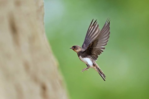 Sand martin (Riparia riparia), approaching the breeding tube, Reussegg nature reserve, Canton