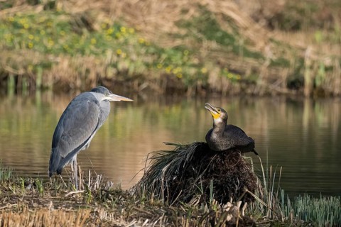 A grey heron (Ardea cinerea) and a cormorant (Phalacrocorax carbo) resting at a pond in spring,