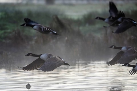 Canada Goose, Branta Canadensis, birds in flight over marshes, Devon, England, United Kingdom