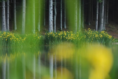 Rothsee with marsh irises (Iris pseudacorus) on the shore and dark forest with tree trunks, forest