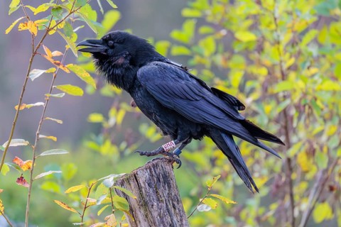 A common raven (Corvus corax) fitted with a GPS transmitter perches on an old fence post amid